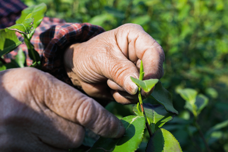 有关于江苏镇江丹徒上党镇：茶园绿意浓，茶叶采摘忙的相关信息(5)