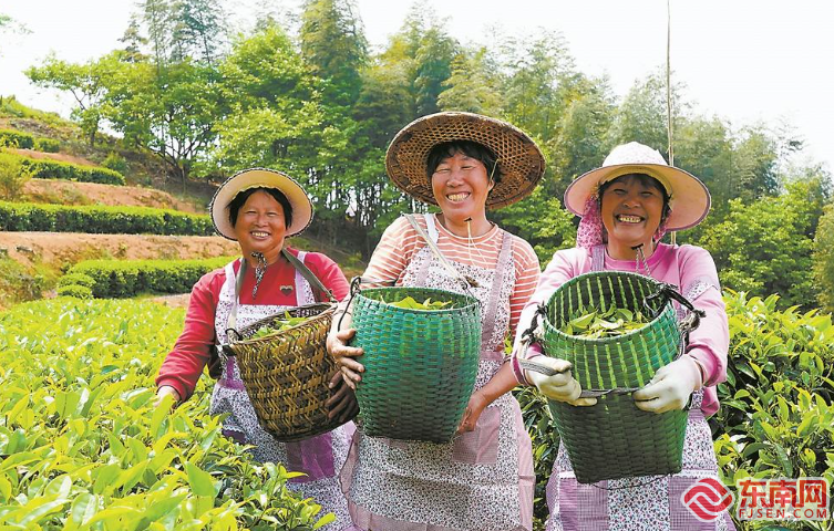 有关于永定：茶旅融合，采茶正当时的消息