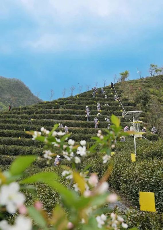 有关于2024霍山黄芽开茶节系列活动举办的资讯(3)