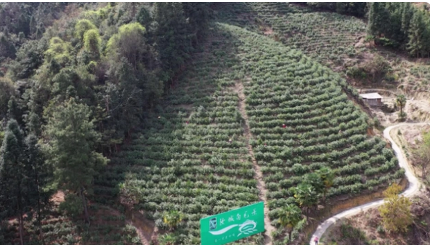关于湖南汝城白毛茶：让“好茶叶”成为“好茶业”的最新消息