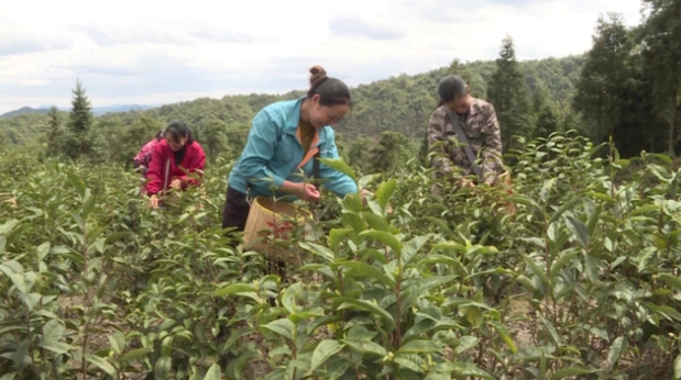 关于湖南汝城白毛茶：让“好茶叶”成为“好茶业”的最新消息(1)