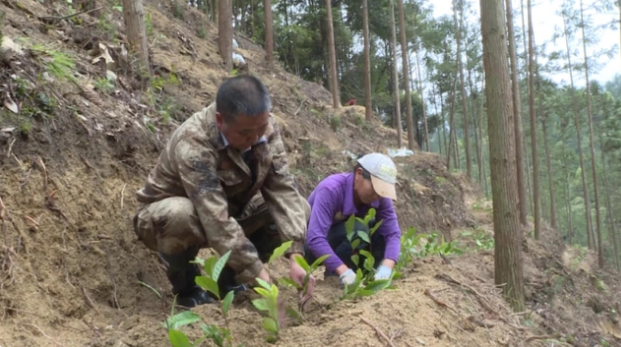 关于湖南汝城白毛茶：让“好茶叶”成为“好茶业”的最新消息(2)