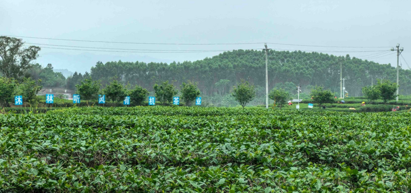有关于春日茶飘香，茶农采茶忙！苏区镇沐林听风茶园喜迎丰收的消息(2)
