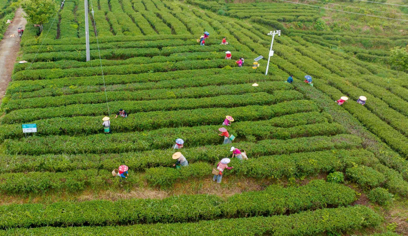 有关于春日茶飘香，茶农采茶忙！苏区镇沐林听风茶园喜迎丰收的消息