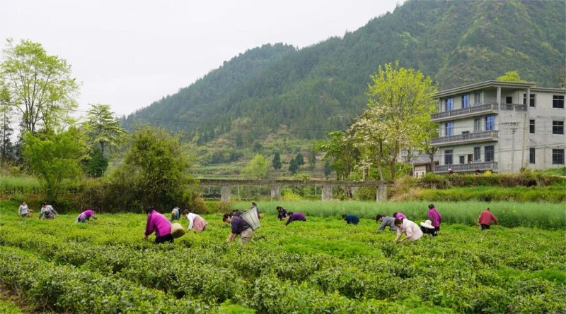 关于务川：春茶采摘正当时 茶农茶厂忙不停的内容