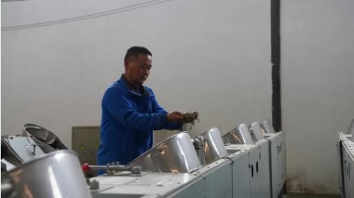 关于务川:春茶采摘正当时 茶农茶厂忙不停的内容(3)