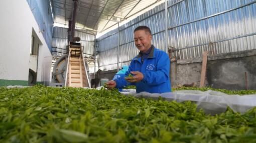 关于务川：春茶采摘正当时 茶农茶厂忙不停的内容(4)