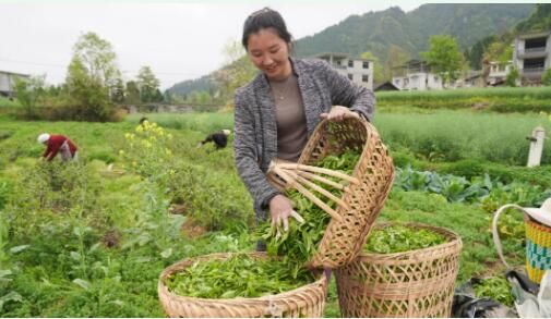 关于务川:春茶采摘正当时 茶农茶厂忙不停的内容(2)