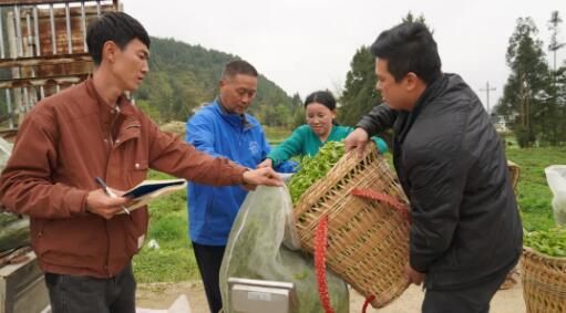 关于务川:春茶采摘正当时 茶农茶厂忙不停的内容(1)