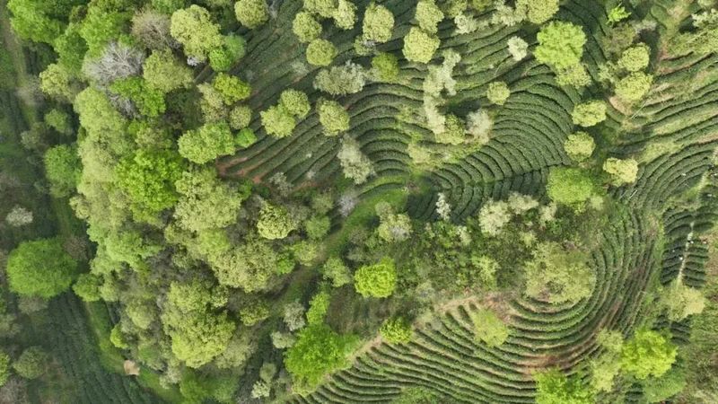 关于2024春茶季：太平猴魁近日开采的相关内容