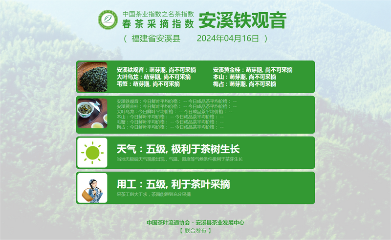 关于2024春茶季：太平猴魁近日开采的相关内容(12)