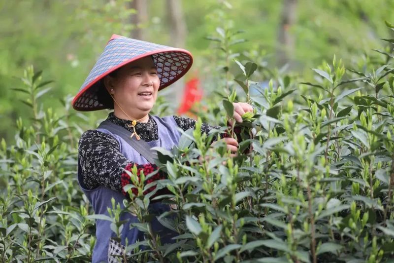 关于2024春茶季：太平猴魁近日开采的相关内容(1)