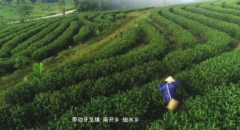 关于白沙：生态有机“薄沙茶” 品质优良美名扬的消息(9)