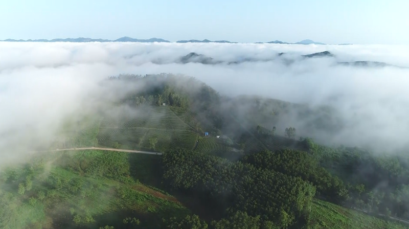 关于白沙：生态有机“薄沙茶” 品质优良美名扬的消息