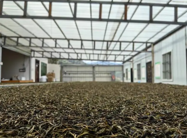 关于云县漫湾:春茶盛宴香迎天下客的相关信息(2)