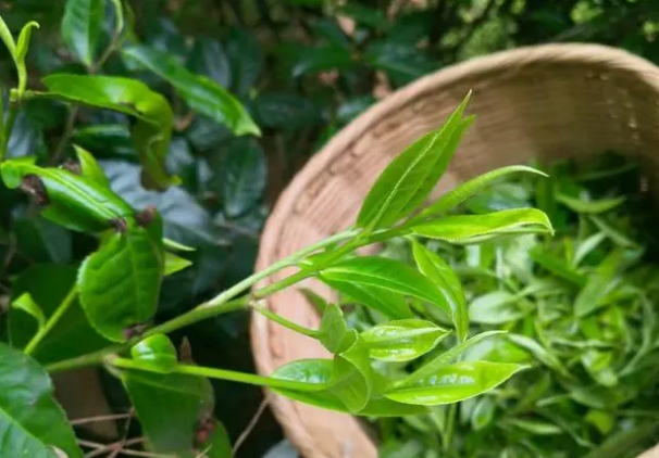 关于云县漫湾:春茶盛宴香迎天下客的相关信息