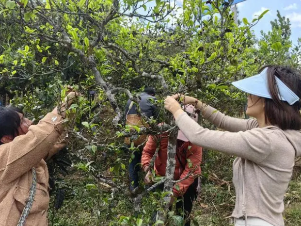 关于云县漫湾：春茶盛宴香迎天下客的相关信息(1)