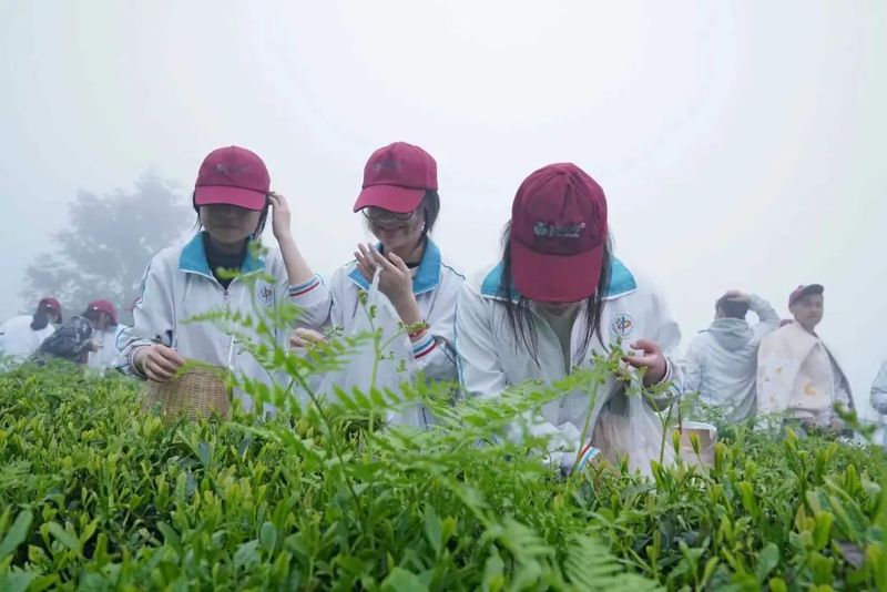 关于都匀400多名学生开启茶园研学之旅的信息