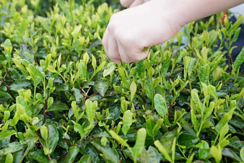 关于都匀400多名学生开启茶园研学之旅的信息(5)