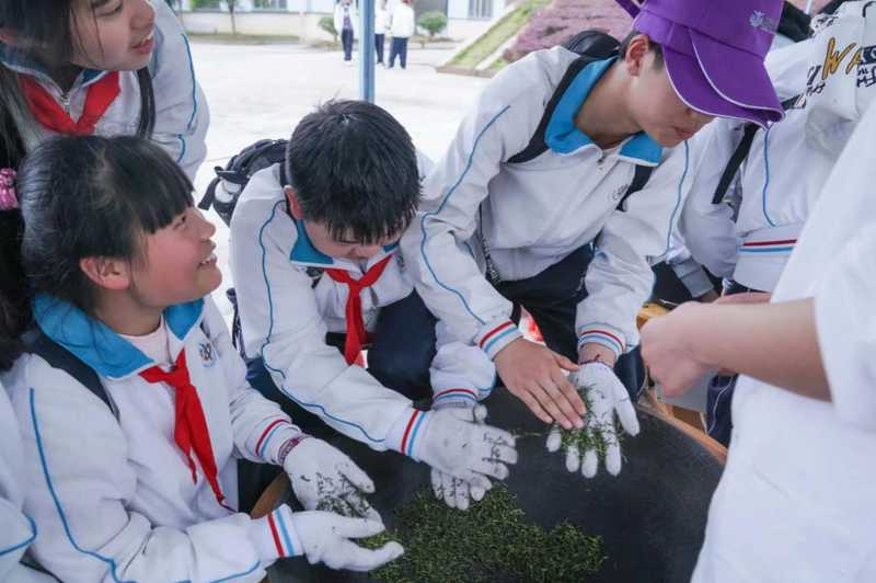关于都匀400多名学生开启茶园研学之旅的信息(3)