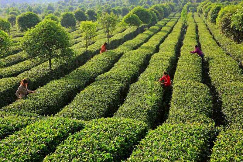 有关于雅安市名山区：聚焦茶叶质量安全 促进茶产业高质量发展的相关内容