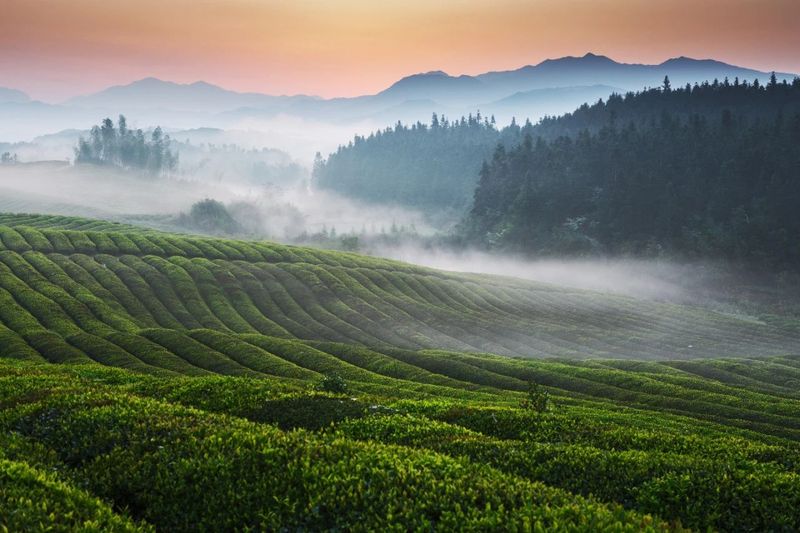 关于一盏春鲜，浮梁明前绿茶上市的相关信息