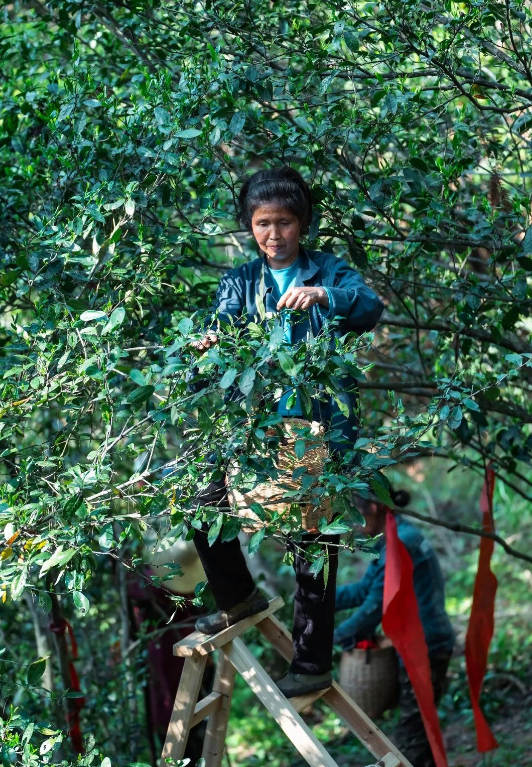有关于古丈县：推进古茶树资源保护开发 助力茶产业高质量发展的相关信息
