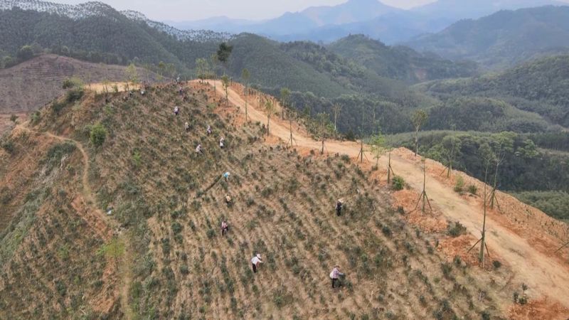 有关于《巩固拓展脱贫攻坚成果 全面推进乡村振兴》“双茶”套种优势互补 全市油茶林面积约23万亩的最新消息(1)