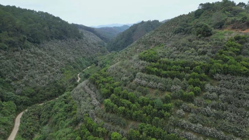 有关于《巩固拓展脱贫攻坚成果 全面推进乡村振兴》“双茶”套种优势互补 全市油茶林面积约23万亩的最新消息(4)