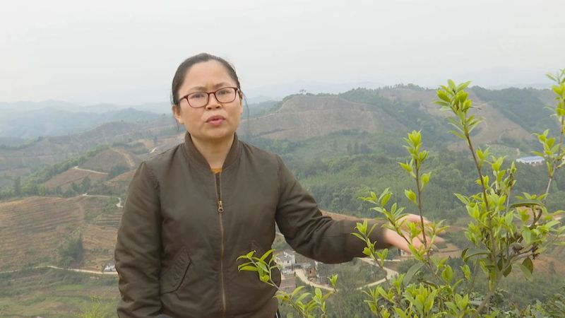 有关于《巩固拓展脱贫攻坚成果 全面推进乡村振兴》“双茶”套种优势互补 全市油茶林面积约23万亩的最新消息