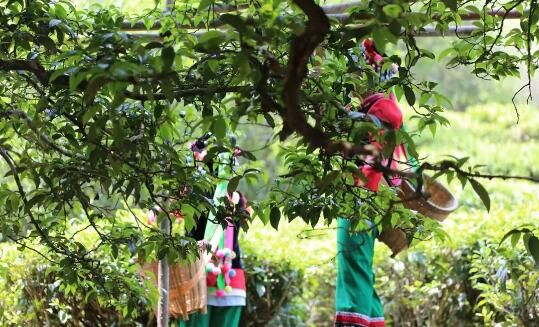 关于无量山镇“千年茶王”开采啦！的内容(3)