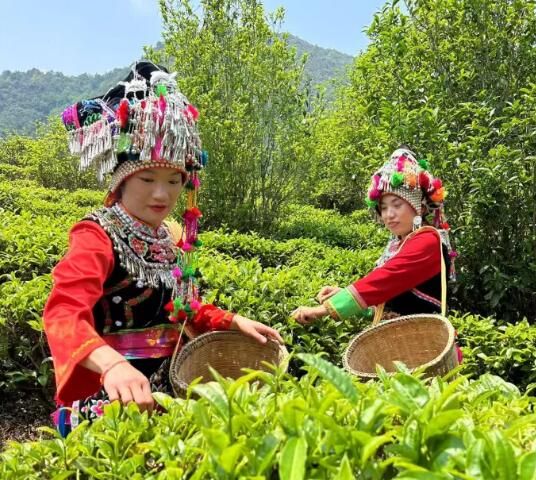 关于无量山镇“千年茶王”开采啦！的内容(1)