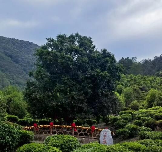 关于无量山镇“千年茶王”开采啦！的内容