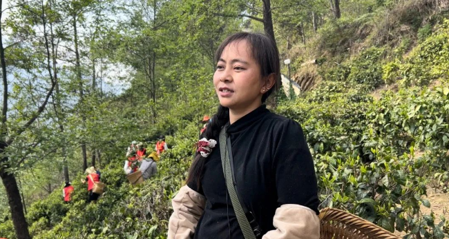 关于匹河怒族乡:春来满园茶叶香 志愿助农采茶忙的相关信息(4)