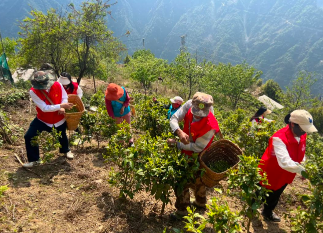 关于匹河怒族乡:春来满园茶叶香 志愿助农采茶忙的相关信息(3)