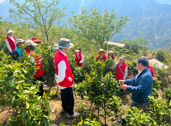 关于匹河怒族乡:春来满园茶叶香 志愿助农采茶忙的相关信息(2)