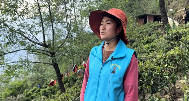 关于匹河怒族乡:春来满园茶叶香 志愿助农采茶忙的相关信息(1)