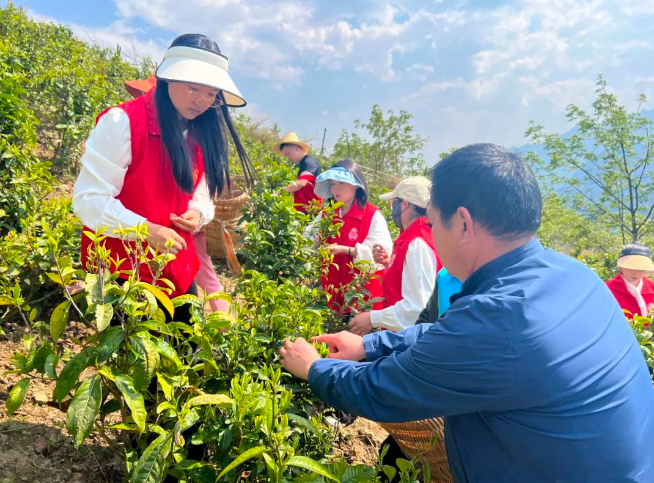 关于匹河怒族乡:春来满园茶叶香 志愿助农采茶忙的相关信息(5)