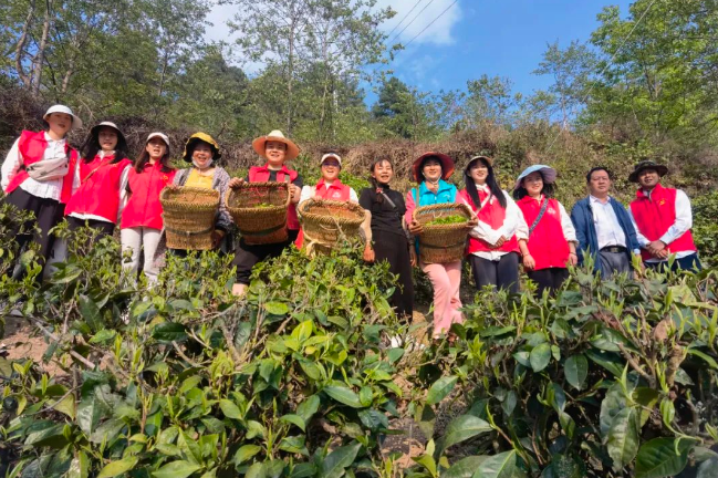 关于匹河怒族乡:春来满园茶叶香 志愿助农采茶忙的相关信息