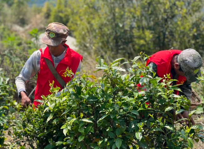 关于匹河怒族乡:春来满园茶叶香 志愿助农采茶忙的相关信息(6)