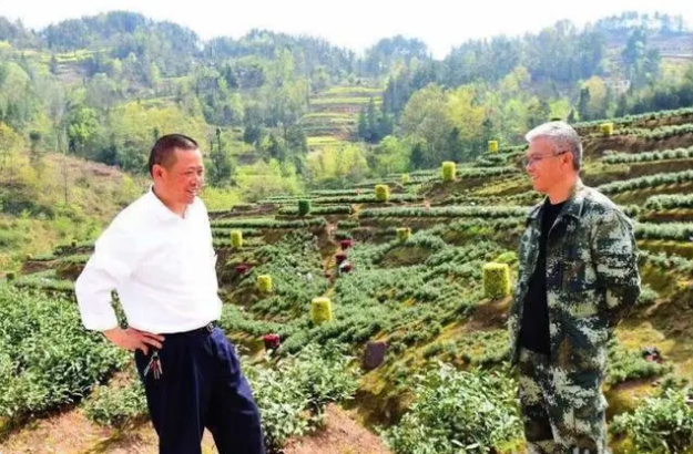 关于春茶采摘忙 阳光财险来护航的相关信息(1)