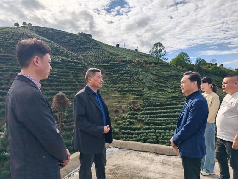 关于大港头镇人大护航春茶“抢鲜”上市的相关信息