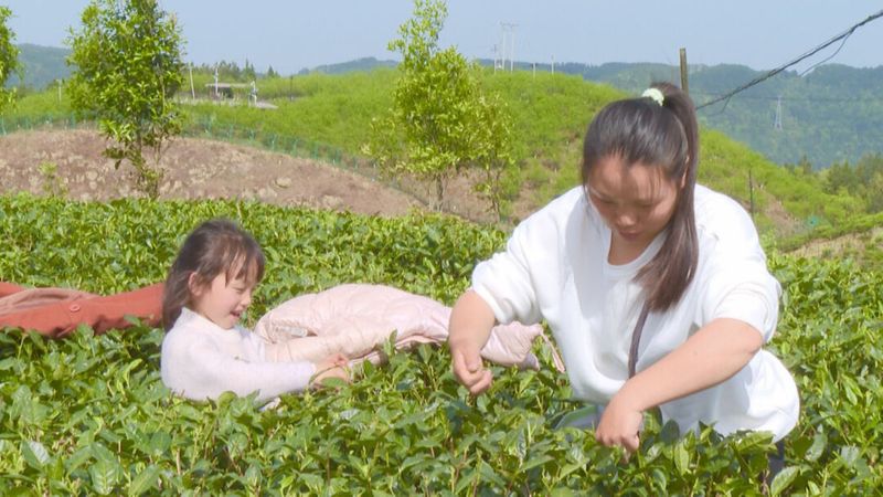 关于平昌县：“茶旅融合”助农增收！一季度茶叶产量1539吨的消息