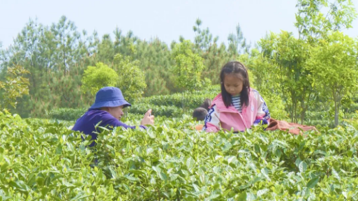 关于平昌县：“茶旅融合”助农增收！一季度茶叶产量1539吨的消息(2)