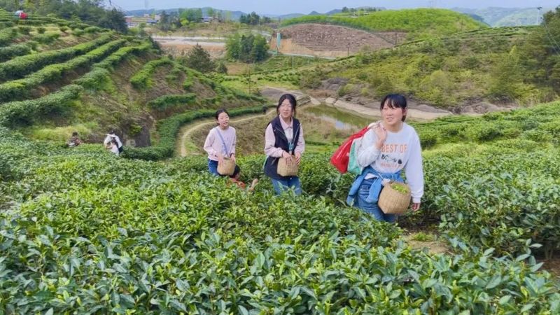 关于平昌县：“茶旅融合”助农增收！一季度茶叶产量1539吨的消息(1)