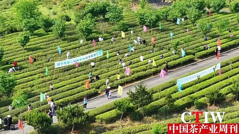 关于遂宁船山：一片茶叶串起“农文旅融合”产业链的新闻(1)