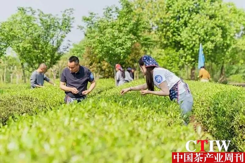 关于遂宁船山：一片茶叶串起“农文旅融合”产业链的新闻