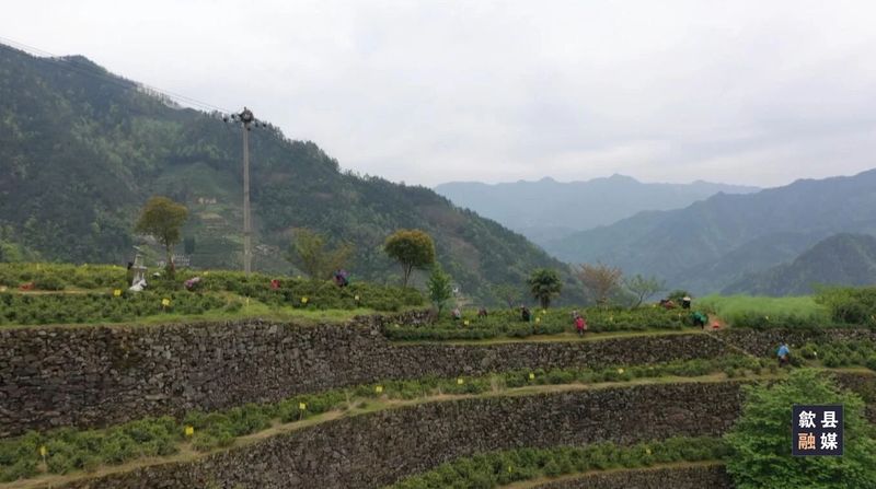 关于璜田乡：上春山采春茶 茶韵悠长促振兴的相关内容(2)