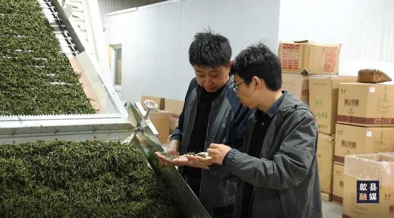 关于璜田乡：上春山采春茶 茶韵悠长促振兴的相关内容(8)