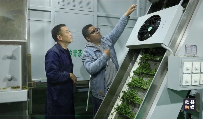 关于璜田乡：上春山采春茶 茶韵悠长促振兴的相关内容(5)